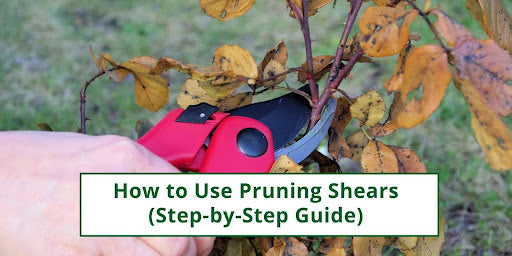 How to use pruning shears: step by step