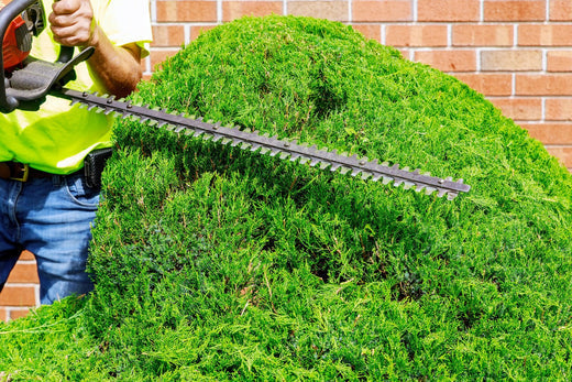 A man holding a hedge trimmer and trimming a conifer
