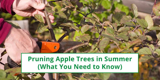 Pruning Apple Trees in Summer: What You Need to Know