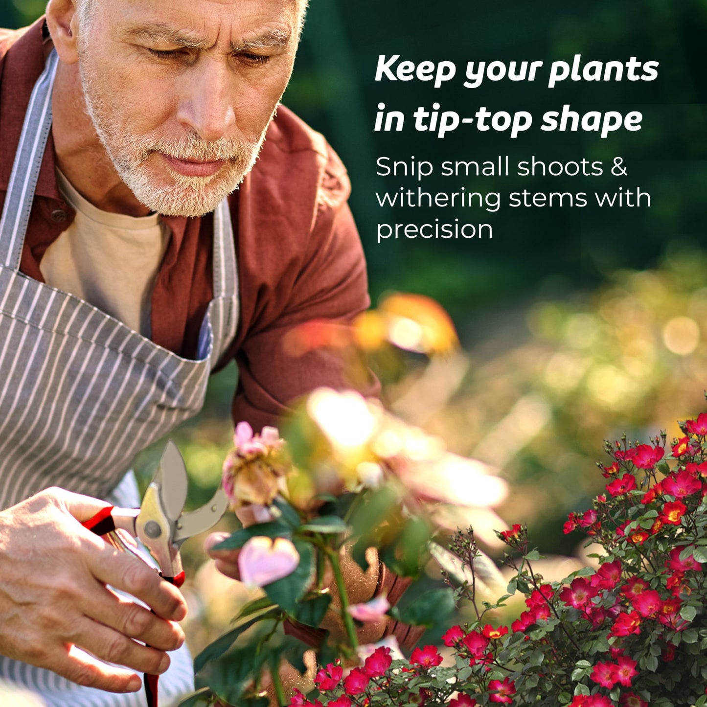 An older man pruning a rose bush with bypass pruners