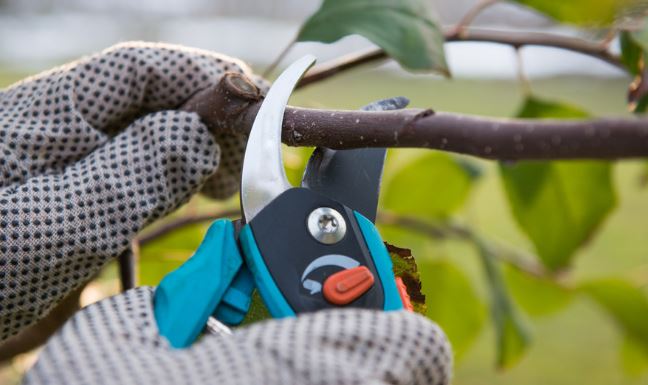 How to disinfect pruning shears