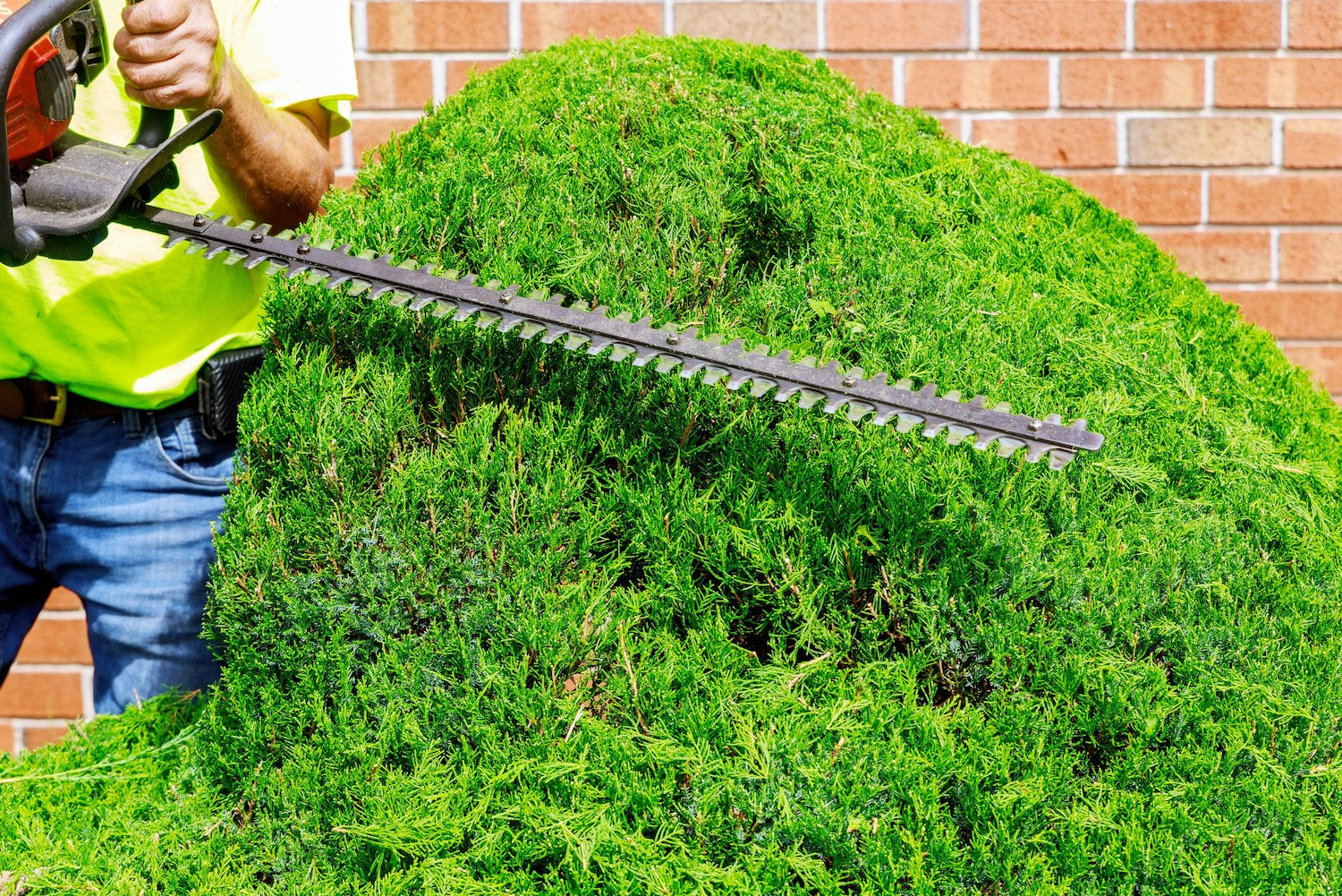 A man cutting a hedge with hedge clippers