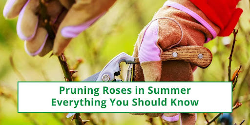 Pruning roses in summer