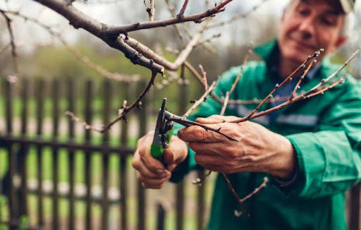 Pruning shears vs. scissors: Male farmer wearing uniform cuts branches in spring garden with pruning shears