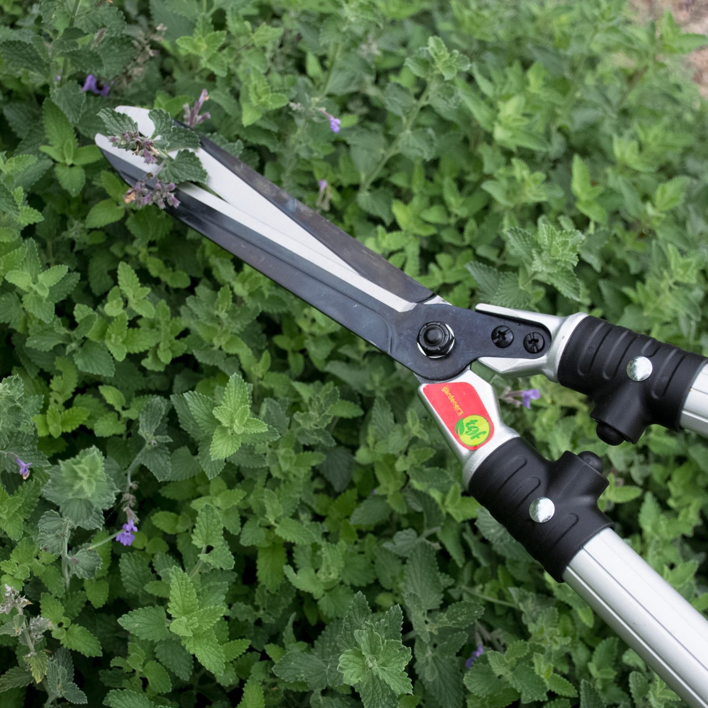 Close up of TGF hedge shears trimming a bush