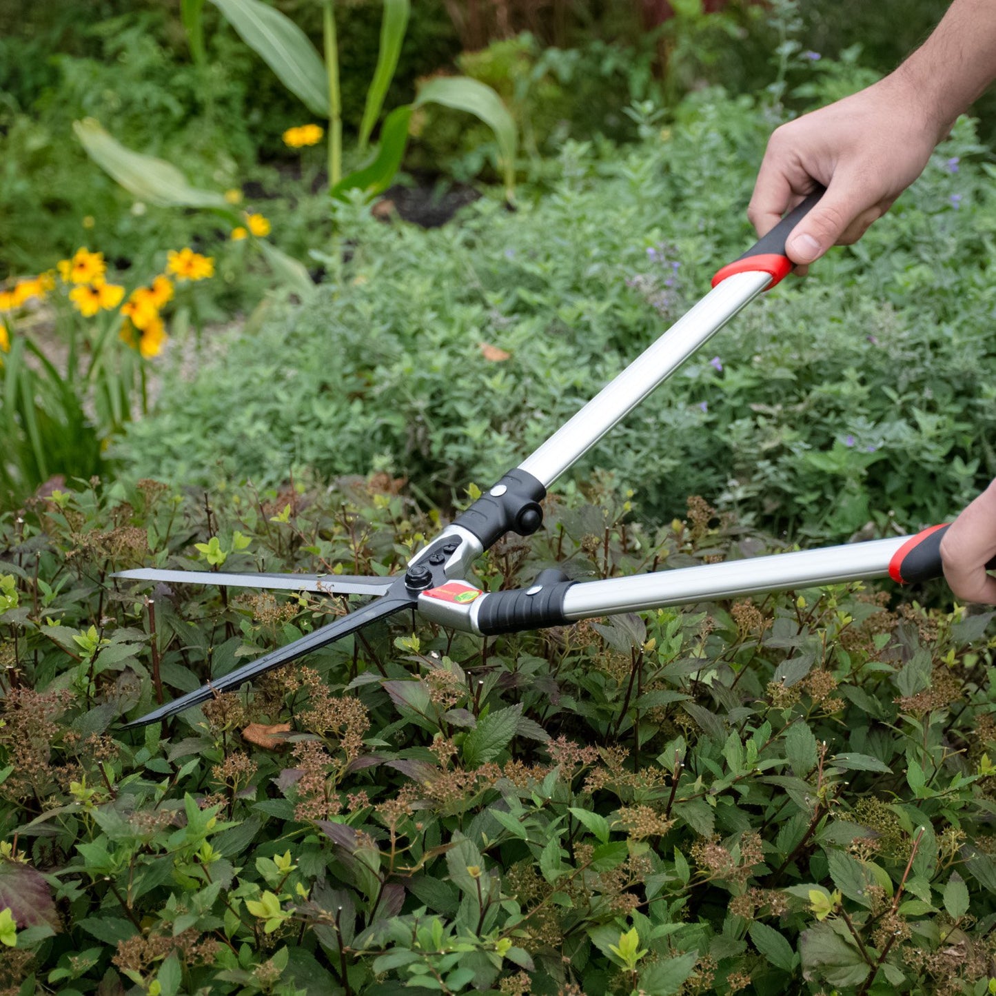 open hedge shears trimming the top of a hedge