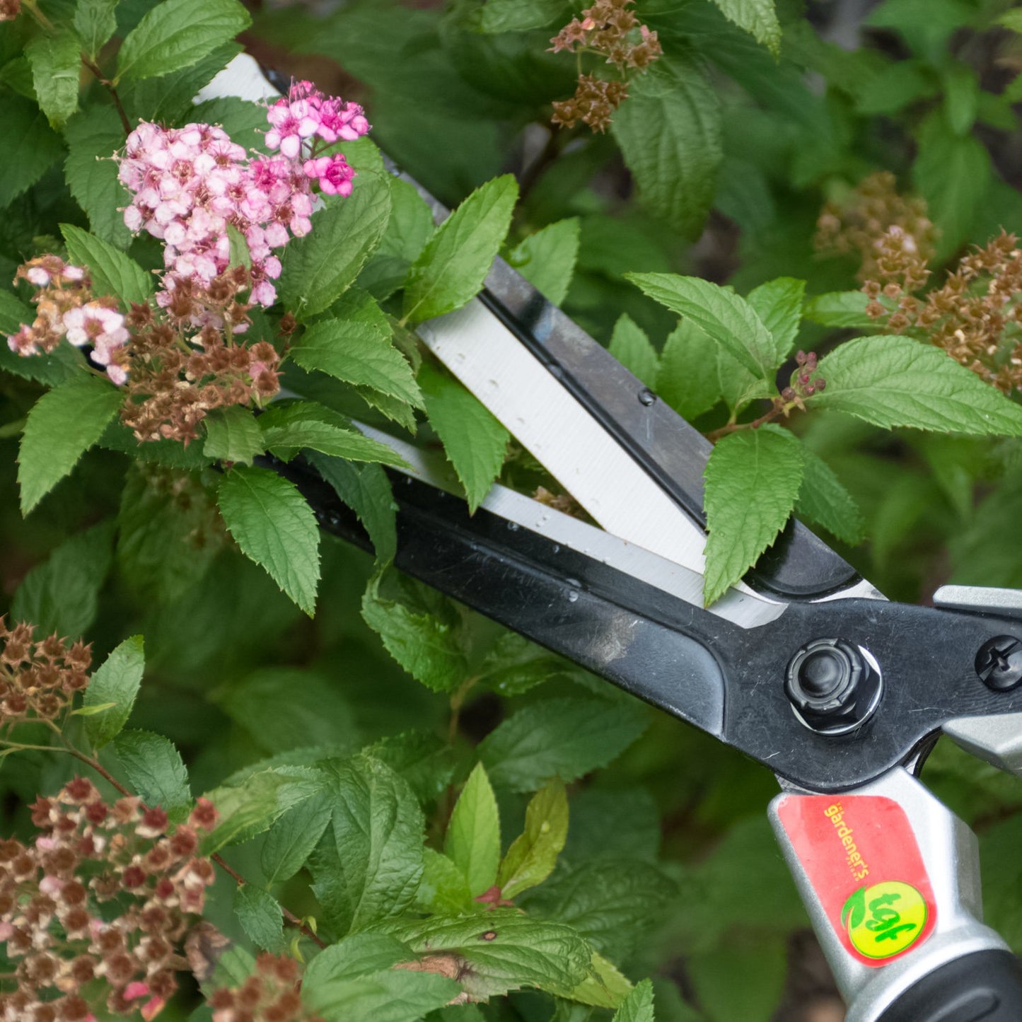 zoomed in close up of hedge shears about to snip a bush