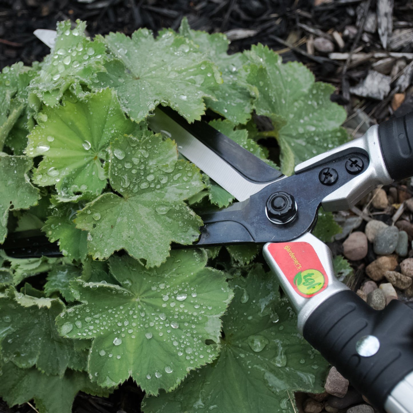 hedge shears trimming leaves