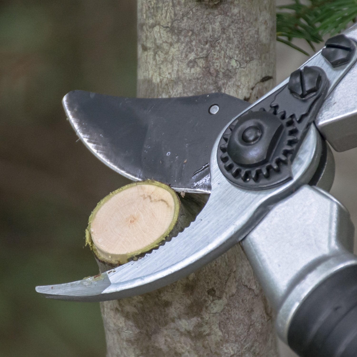 Pruning Shears cutting a branch with gardening shears.