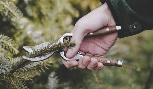 types of pruning shears: Pruning during sunny winter day, close up view on hands and pruning shear 