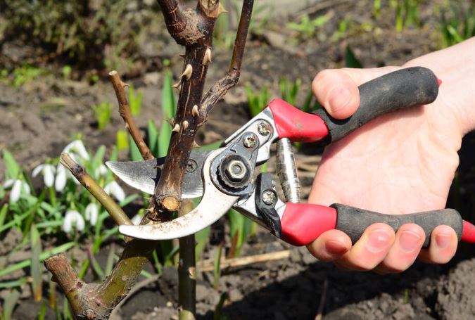 What are pruning shears used for: a hand trimming a branch with a pruning shear with a garden in the background