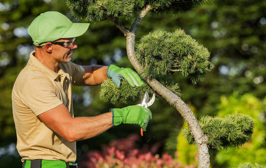 Bypass vs Anvil Pruners: Which Is Best for Your Gardening Needs?