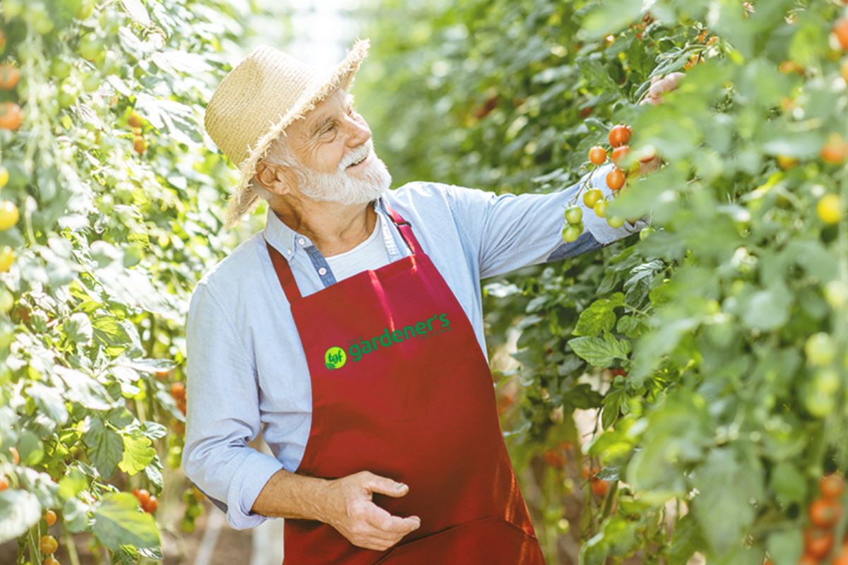 Senior gentleman wearing a straw hat, blue denim shirt and red apron with the gardeners friend logo inspecting tomato plants