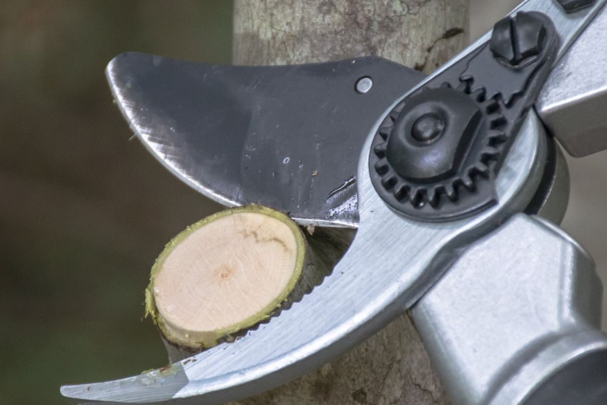 Close up of bypass loppers cutting through a thick tree branch