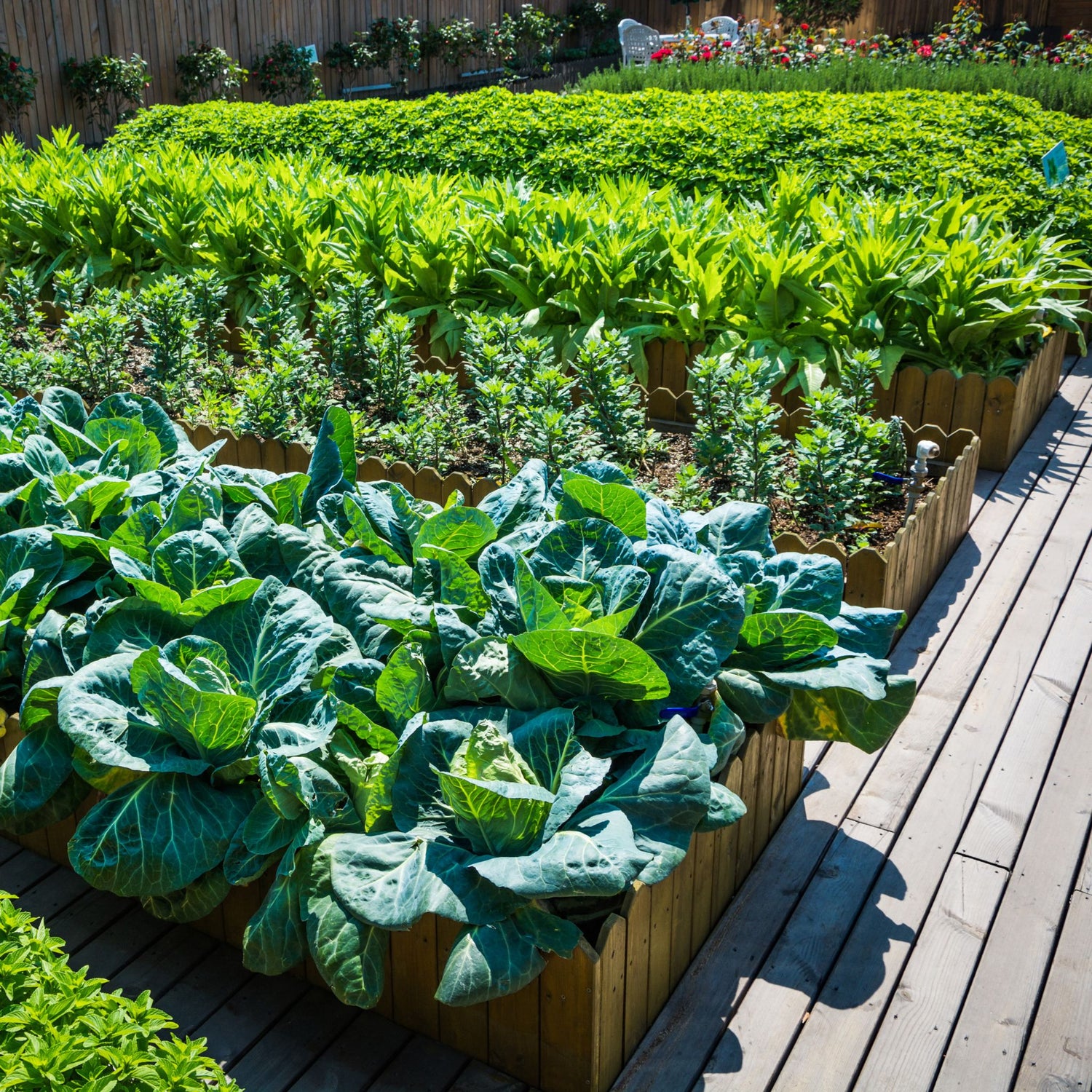 A garden with rows of raised beds growing green vegetables