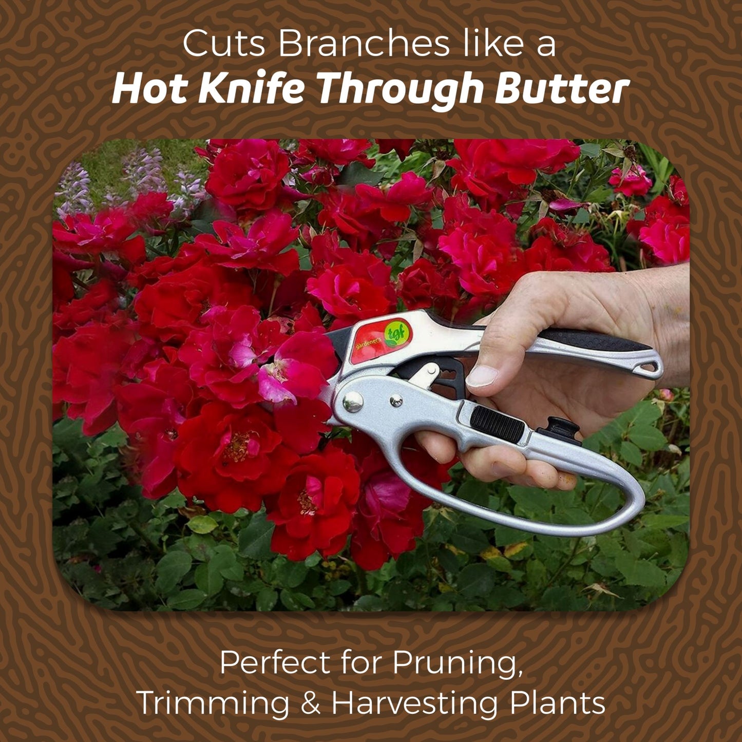 Ratchet pruning shears cutting a red rose bush