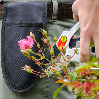 Waist down of a man showing ope pruners  and a holster behind a rose bush